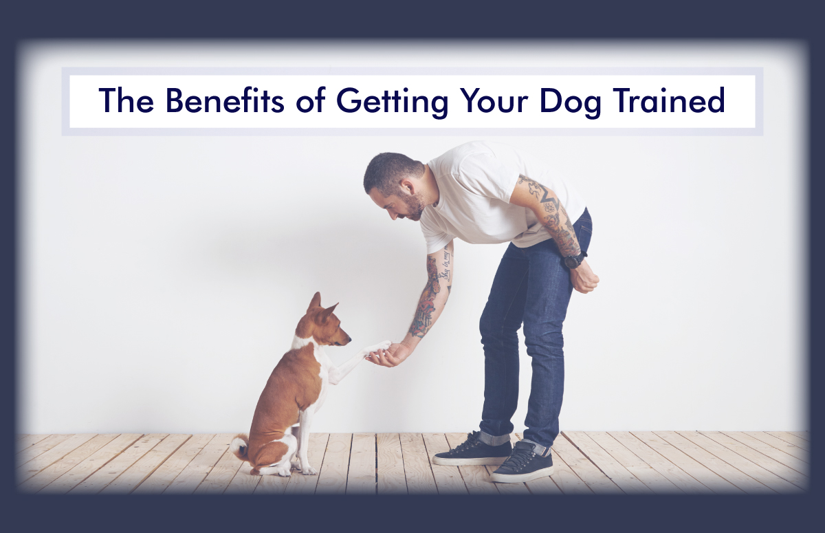 The Benefits of Getting Your Dog Trained: Unlocking a World of Obedience and Happiness