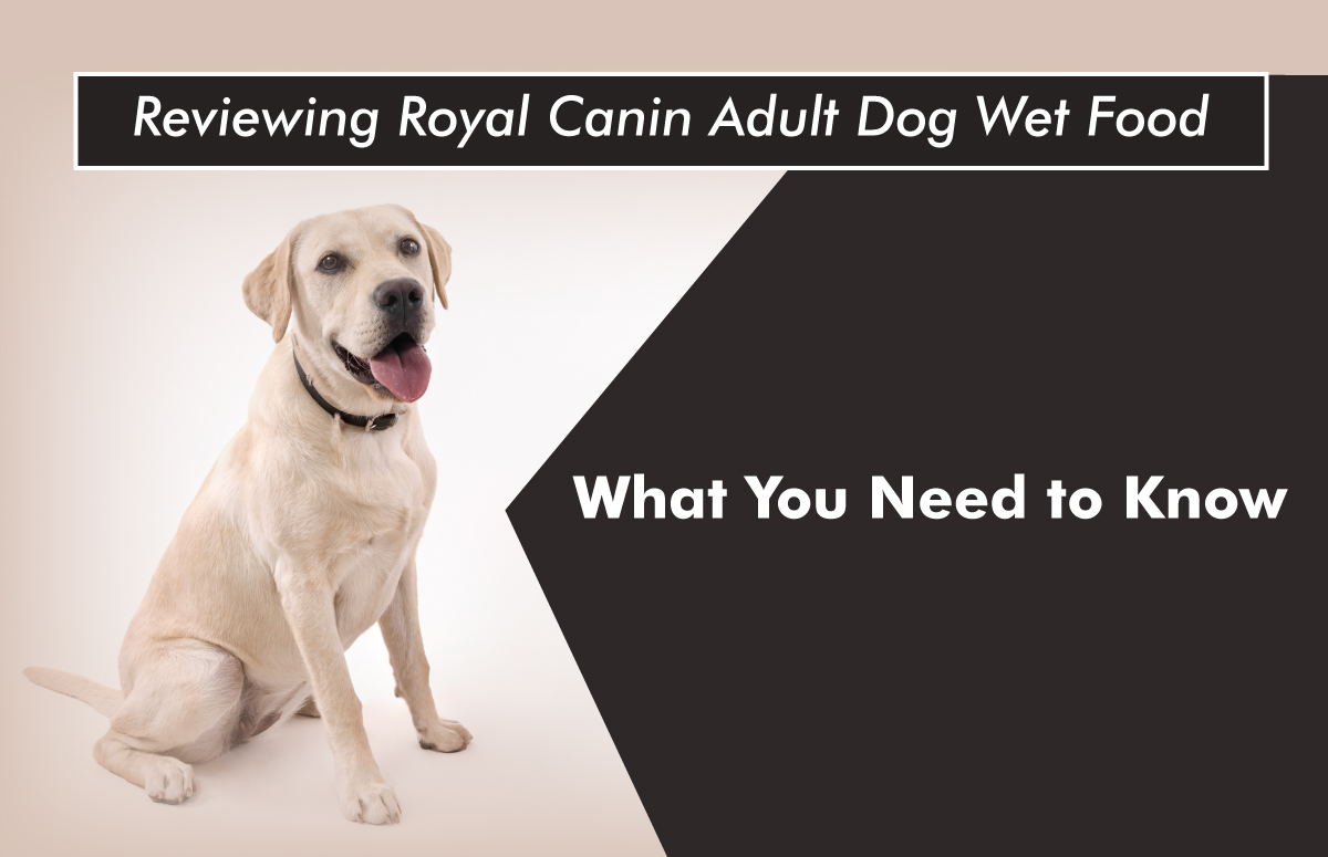 Reviewing Royal Canin Adult Dog Wet Food: What You Need to Know