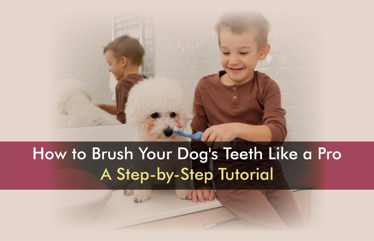 How to Brush Your Dog’s Teeth: A Step-by-Step Tutorial