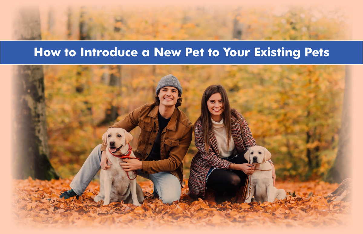 How to Introduce a New Pet to Your Existing Pets