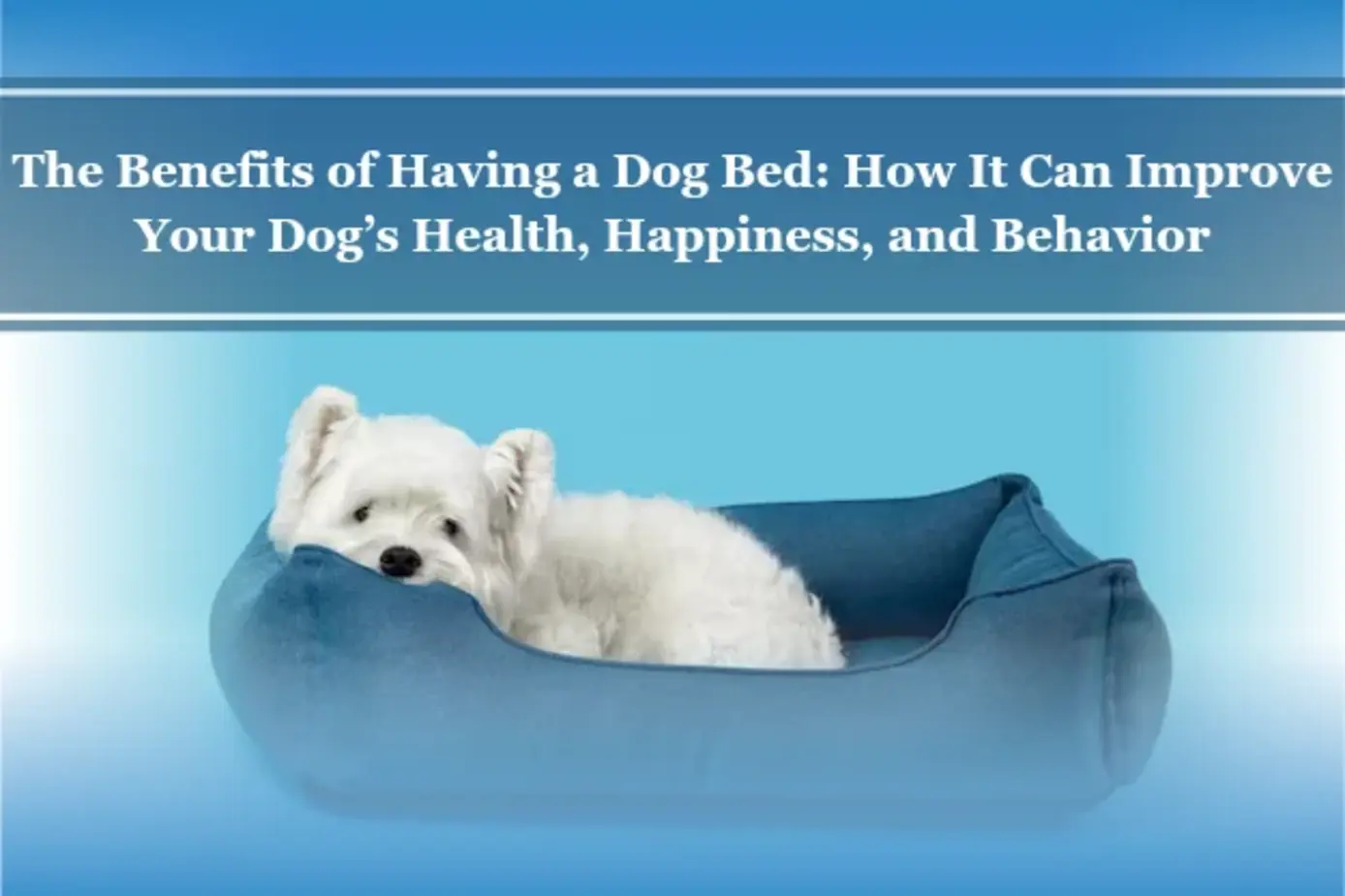 The Benefits of Having a Dog Bed: How It Can Improve Your Dog’s Health, Happiness, and Behavior