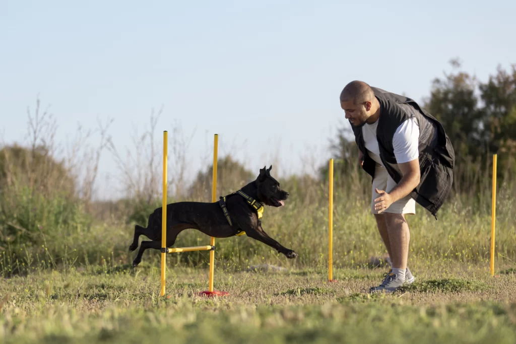 dog trainer teaching dog