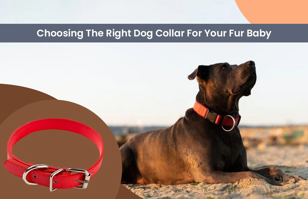 Joyful dog wearing a stylish collar, wagging its tail with enthusiasm
