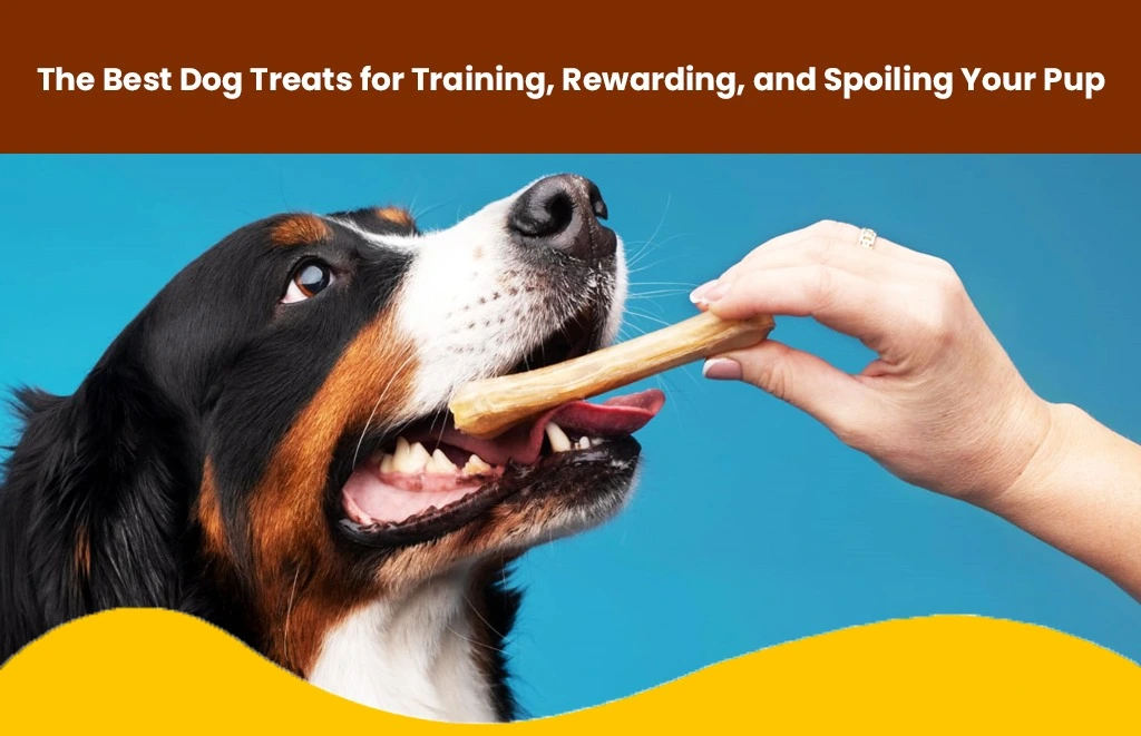 The Best Dog Treats for Training, Rewarding, and Spoiling Your Pup