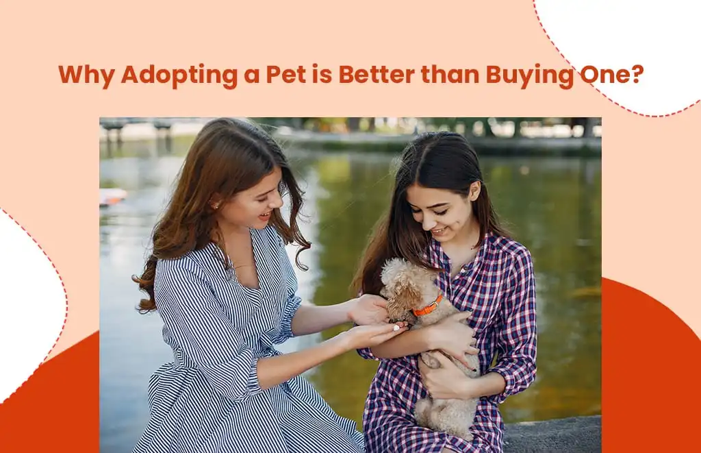 Why Adopting a Pet is Better than Buying One