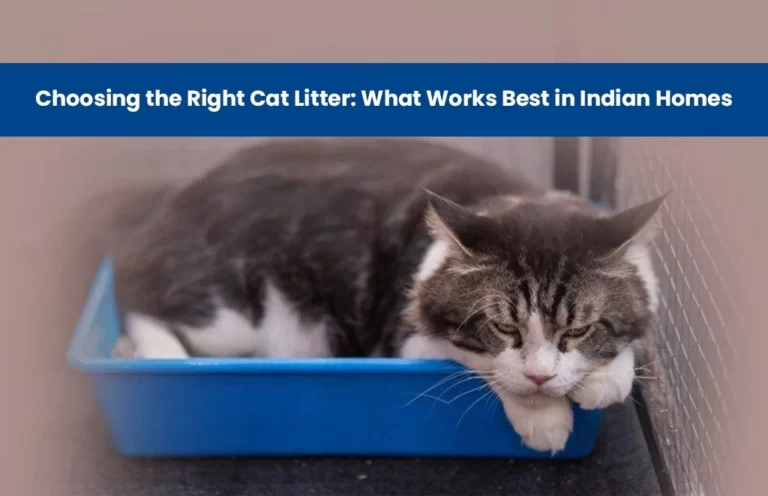 happy cat in a cat litter in indian home