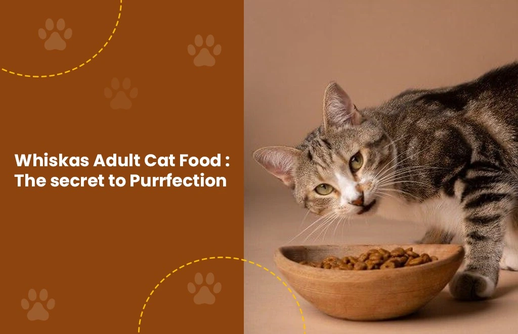 adult happy cat eating Whiskas adult cat food