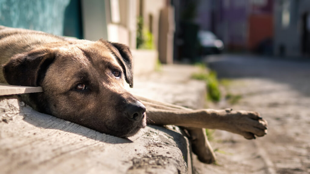 Indian-Street-Dogs-Adoption