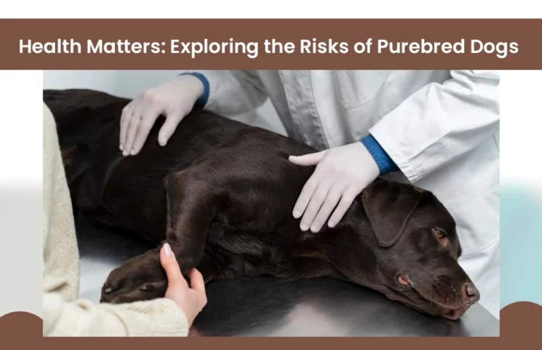 Health risks of purebred dogs