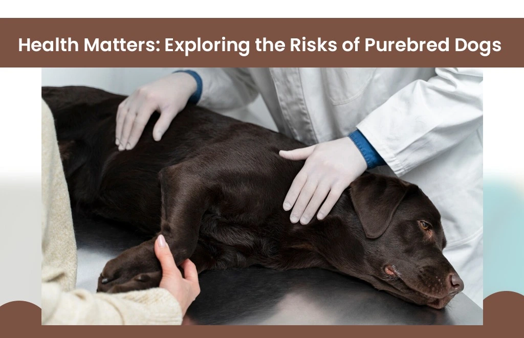 Health Matters: Exploring the Risks of Purebred Dogs
